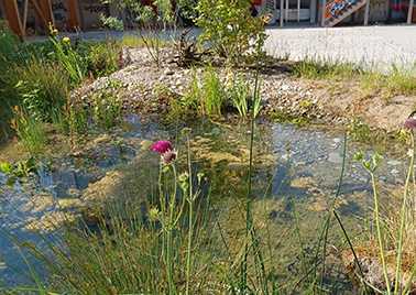Etang urbain Venturi d'HEPIA